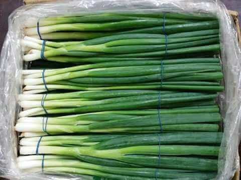 Green Onion Packaging